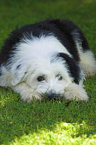 Old English Sheepdog puppy, lying on grass, UK