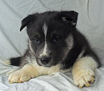 Husky dog, 6-week puppy, UK