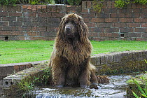 Newfoundland dog, sitting in running water, UK