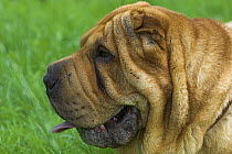 Sharpei dog, head profile, UK