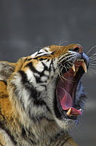 Bengal tiger {Panthera tigris tigris} yawning, captive in  UK