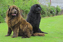 Newfoundland dogs, chocolate brown and black, sitting in garden, UK