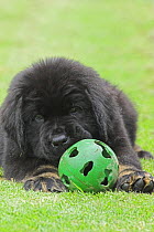 Portrait of black Newfoundland puppy with ball, UK