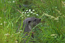 European river otter {Lutra lutra} amongst long grass, captive, UK