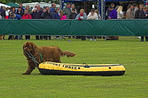 Brown Newfoundland dog, pulling inflatable dingy during display, UK
