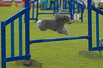 Miniature Poodle leaping over hurdle during competition, UK