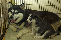 Husky bitch with puppy, in cage, UK
