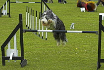 Bearded collie, leaping over high jump during competition, UK