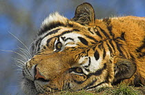 Bengal tiger {Panthera tigris tigris} face portrait, whilst lying down, captive in  UK