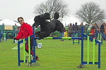 Standard Poodle leaping over high  jump during competition, UK