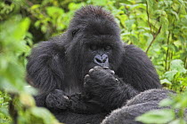 Mountain gorilla {Gorilla berengei berengei} mother kissing hand of week-old baby, Parc des Volcans NP, Rwanda