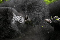Mountain gorilla {Gorilla berengei berengei} cleaning / biting nails, Parc des Volcans NP, Rwanda