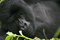 Mountain gorilla {Gorilla berengei berengei} lying down portrait,  Parc des Volcans NP, Rwanda