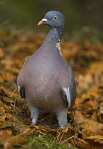 Wood pigeon {Columba palumbus} disturbed from feeding on beech mast, Northumberland, UK
