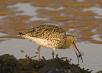 Curlew {Numenius arquata} catching crab and tossing it into the air for a better grip, Lindisfarne Is, Northumberland, UK