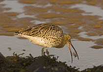 Curlew {Numenius arquata} catching crab and tossing it into the air for a better grip, Lindisfarne Is, Northumberland, UK
