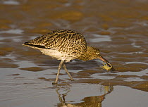 Curlew {Numenius arquata} catching crab at low tide, removing legs before feeding on body, Lindisfarne Is, Northumberland, UK. sequence 3/7