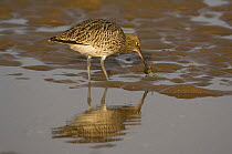 Curlew {Numenius arquata} catching crab at low tide, removing legs before feeding on body, Lindisfarne Is, Northumberland, UK, sequence 4/7