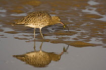 Curlew {Numenius arquata} catching crab at low tide, removing its legs by shaking hard before feeding on body, Lindisfarne Is, Northumberland, UK. sequence 5/7