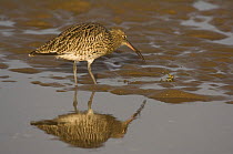 Curlew {Numenius arquata} catching crab at low tide, removing legs by shaking hard before feeding on body, note claw left in beak and body on ground, Lindisfarne Is, Northumberland, UK, sequence 6/7