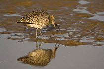 Curlew {Numenius arquata} catching crab at low tide, feeding on body after removing the legs, Lindisfarne Is, Northumberland, UK, sequence 7/7