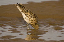 Curlew {Numenius arquata} digging deep into sand in search of food, Lindisfarne Is, Northumberland, UK, sequence 2/7
