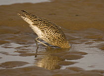 Curlew {Numenius arquata} digging deep into sand in search of food, Lindisfarne Is, Northumberland, UK, sequence 1/7