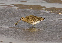 Curlew {Numenius arquata} catching crab and washing it in the sea at low tide before feeding on it, Lindisfarne Is, Northumberland, UK