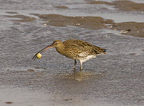 Curlew {Numenius arquata} eating carpace of crab after dimembering it, Lindisfarne Is, Northumberland, UK