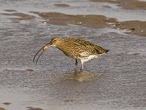 Curlew {Numenius arquata} eating carpace of crab after dimembering it, Lindisfarne Is, Northumberland, UK