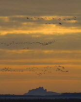 Flock of Pink-Footed Geese {Anser fabalis brachyrhynchus} flying over Bamburgh Castle at dawn, Northumberland, UK