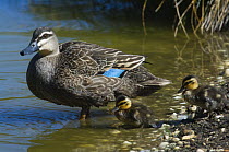 Pacific Black Duck {Anas superciliosa} with ducklings entering water, Victoria, Australia