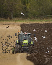 Tractor ploughing stubble field followed by mixed flock of Common Starlings, Black-headed Gulls and Carrion Crows, Northumberland, UK