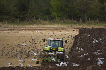Tractor ploughing stubble field followed by mixed flock of Common Starlings and Black-headed Gulls, Northumberland, UK