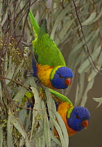 Pair of Rainbow Lorikeets {Trichoglossus haematopus} feeding on Eucalyptus blossom, Victoria, Australia