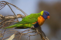 Rainbow Lorikeet {Trichoglossus haematopus} Victoria, Australia