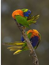 Pair of Rainbow Lorikeets {Trichoglossus haematopus} preening, Victoria, Australia
