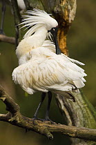 Royal Spoonbill {Platalea regia} twisting neck to preen at evening roost, Victoria, Australia