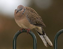 Spotted Turtle Dove {Spilopelia chinensis} perched on park fence, Victoria, Australia