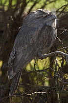 Tawny Frogmouth {Podargus strigoides} sleeping in shaded daytime roost, Victoria, Australia
