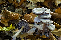 Amethyst deceiver toadstools (Laccaria amethysta) in leaf litter, turning whitish after a long period of drought, Belgium