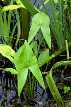 Arrowhead (Sagittaria sagittifolia) at the water's edge, Belgium