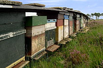 Beehives in heathland, Kalmthoutse Heide, Belgium