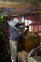 Beekeeper with smoker to calm honey bees (Apis mellifera), pulling out combs from hive, Belgium