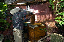 Beekeeper pulling out honey bee (Apis mellifera) combs from hive, Belgium