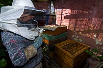 Beekeeper in protective clothing with smoker (Dathe pipe) to calm honey bees (Apis mellifera) while working on Langstroth hives, Belgium