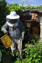 Beekeeper in protective clothing with smoker to calm honey bees (Apis mellifera) showing honeycomb from hive, Belgium