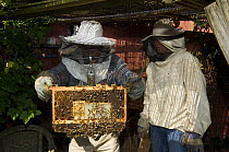 Beekeepers in protective clothing with smoker to calm honey bees (Apis mellifera), showing honeycomb from hive, Belgium