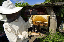 Beekeeper in protective clothing showing honeycomb (Apis mellifera) with drone spawn from hive, Belgium