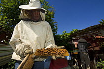 Beekeeper in protective clothing showing honeycomb of honey bees (Apis mellifera) with drone spawn from hive, Belgium
